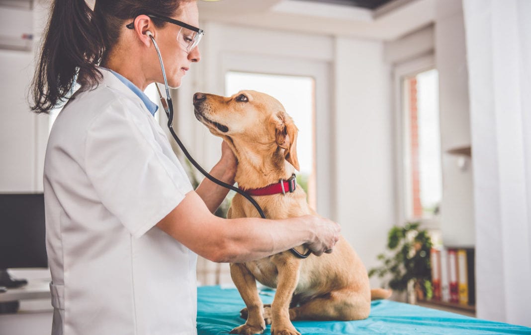 Getting the Right Diagnosis for Your Pet