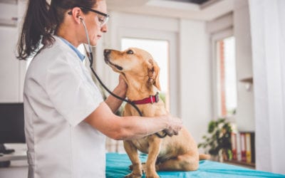 Getting the Right Diagnosis for Your Pet