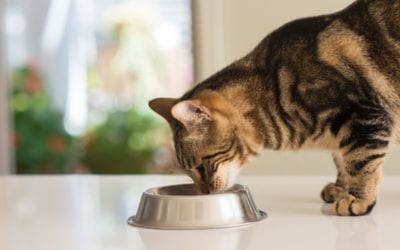What Foods Should my Pet Eat?