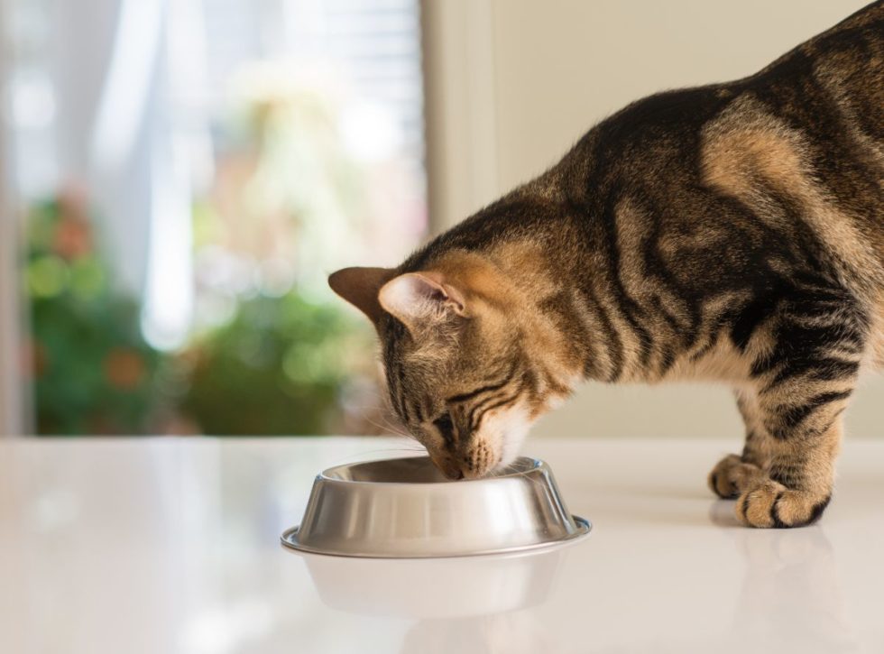 What Foods Should my Pet Eat? - Paws & Claws Animal Hospital