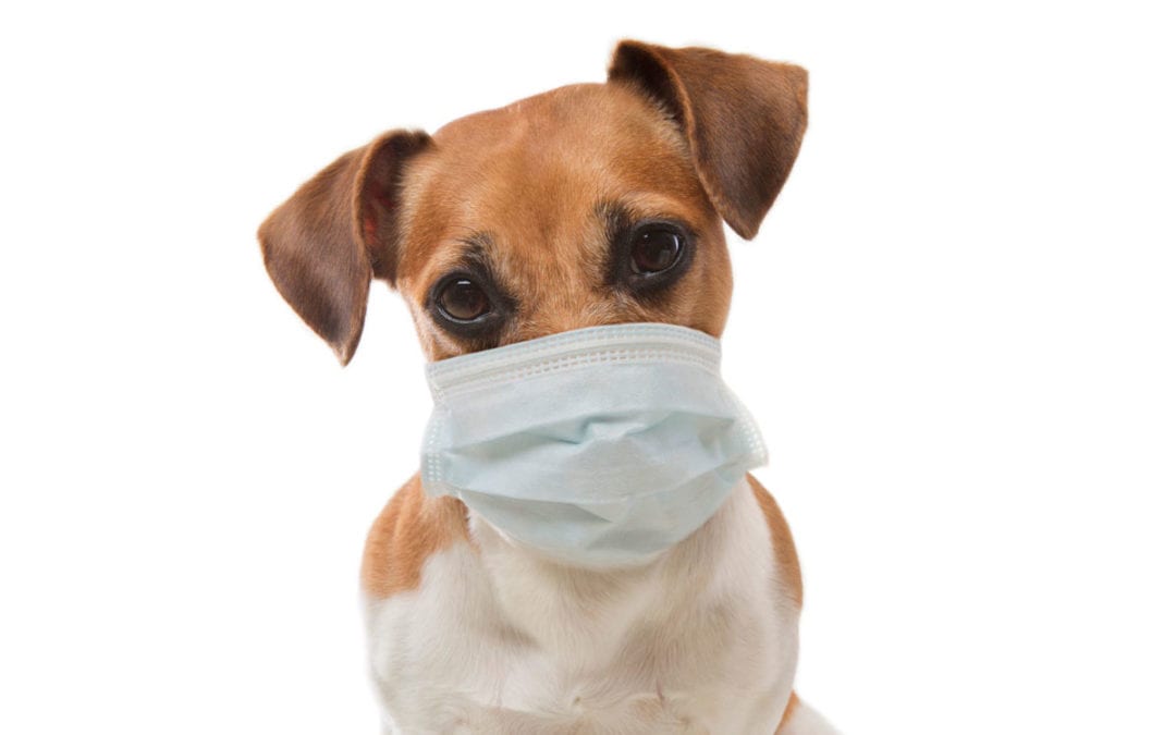 a dog pass a respiratory infection up to a cat