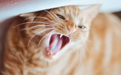 How Can I Care for My Pet’s Teeth at Home  In between Preventive Periodontal Treatments?
