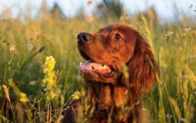 Vitamin D and Your Pet