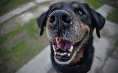 How Can I Care for My Pet’s Teeth at Home In-Between Preventive Periodontal Treatments?