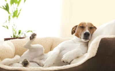 Melatonin for Dogs and Cats
