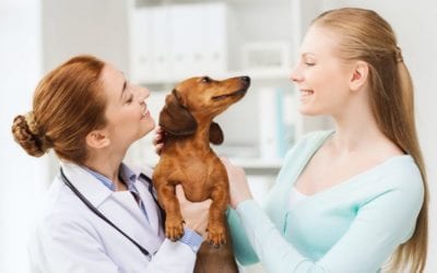 5 Myths About Holistic Pet Care
