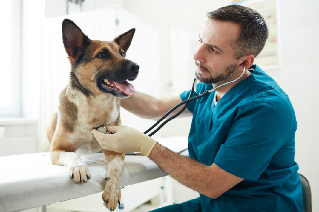 Should I Call the Vet? - Paws & Claws Animal Hospital