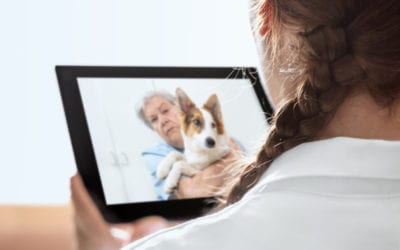 What Telemedicine Can (and Can’t) do for Your Dog or Cat