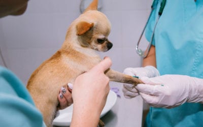 Testing for Kidney Disease in Your Dog or Cat