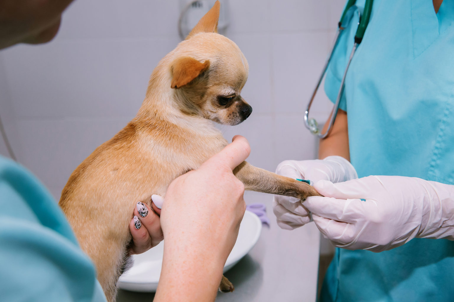 Testing for Kidney Disease in Your Dog or Cat - Paws & Claws Animal Hospital