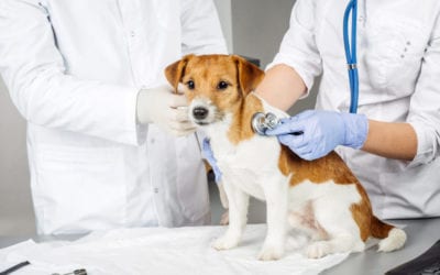 Cancer Tests for Dogs and Cats