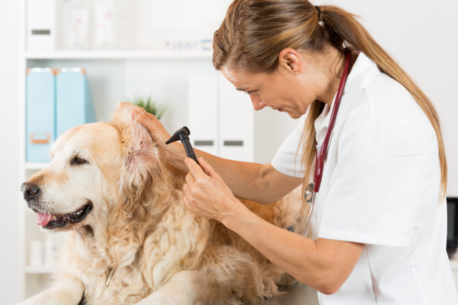 5 Causes of Hearing Loss in Dogs