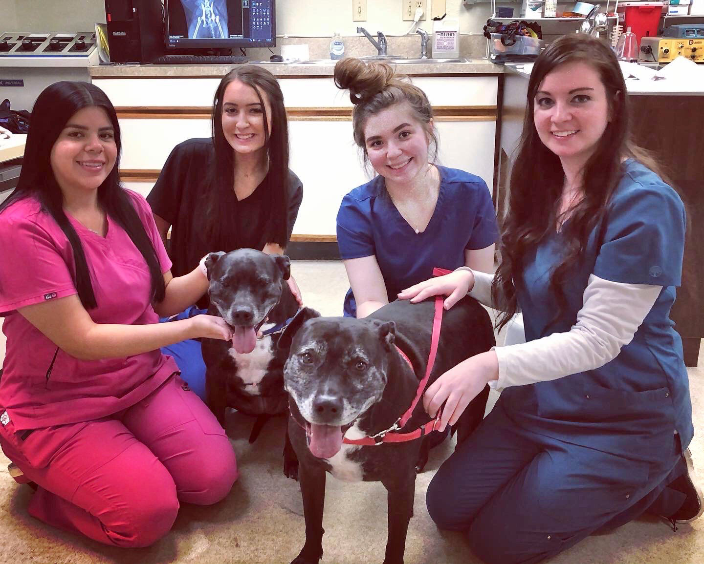 Veterinary Careers | Paws & Claws Animal Hospital | Plano ...