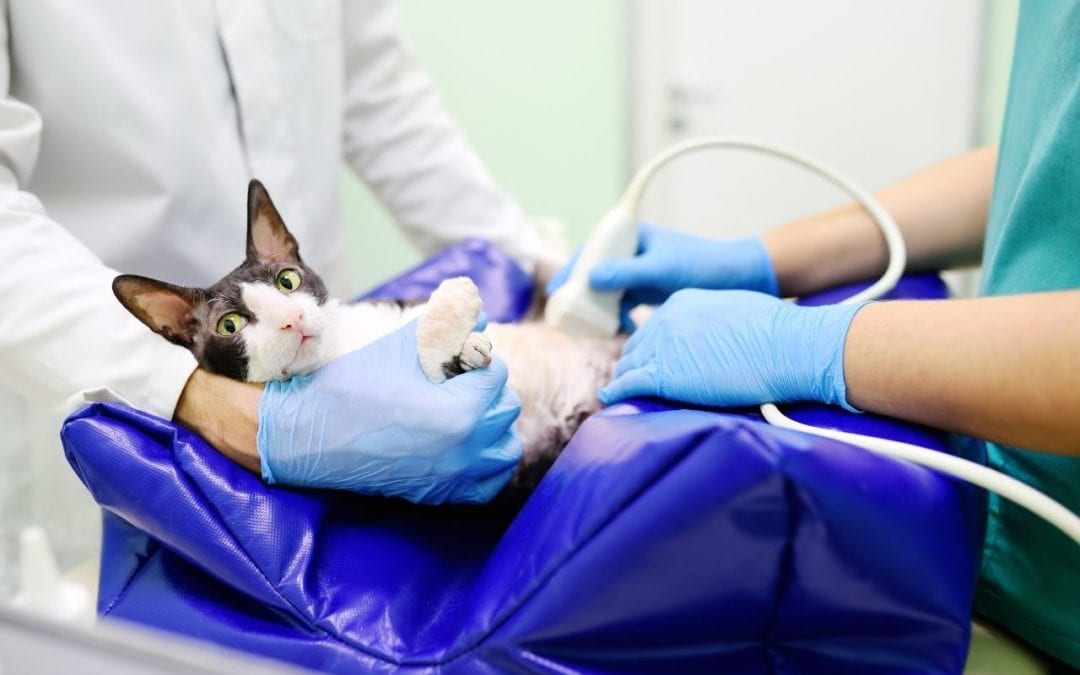 Diagnostic imaging for dogs and cats