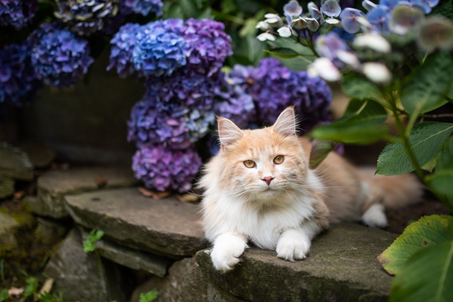 Spring Flowers bring May Flowers - Paws & Claws Animal Hospital