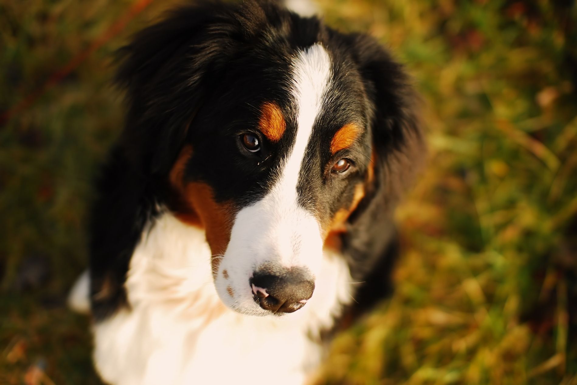 can puppies get bladder stones