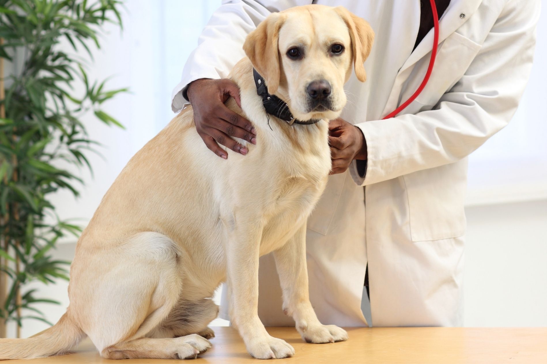 do dogs really need a annual exam