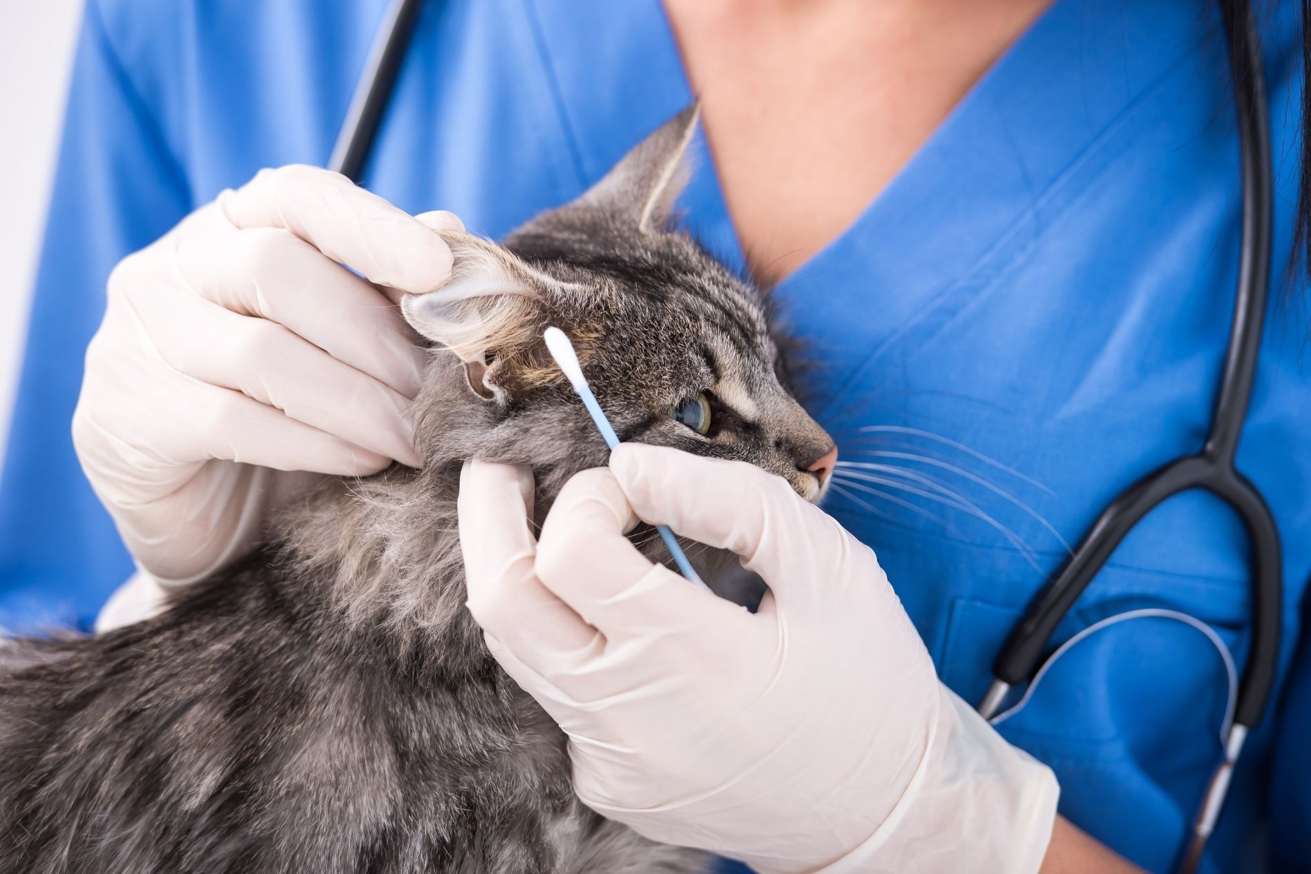 How to prevent ear disease - Paws & Claws Animal Hospital