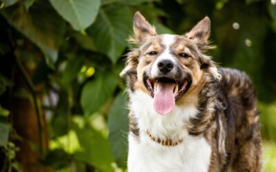 Why We Lead North Texas in Pet Care